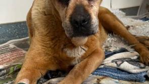 Kilkenny shelter make plea to save sick dog without a home 