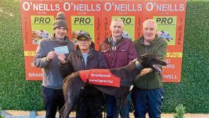 Derry Greyhounds: Inniskeen Mandy lands Dorotas Wildcat at Stud Trophy
