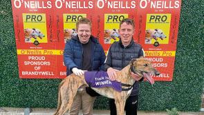 Derry Greyhounds: Starcash sets the Bar-ry high for the Quigley Memorial