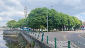 An Taisce express concern over future of trees in Limerick park