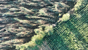 Forestry battle: Leitrim makes most forestry license appeals in county