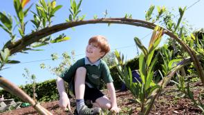 Local County Carlow school awarded Nature Hero award from Biodiversity in Schools and Glenveagh 