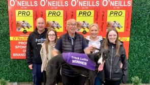 Derry Greyhounds: Sniper Roro on target in Sprint Shoot Out at Brandywell