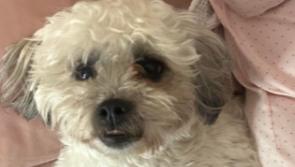 &lsquo;He has a family who love him so much&rsquo;: &euro;1,000 reward for dog missing in Kildare for over a month