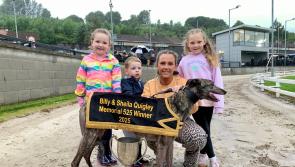 Derry Greyhounds: Inniskeen Mandy, The Star Of Track Lotto Gala Night