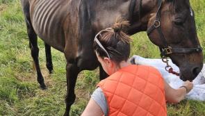 'This country is so broken' - Horse found in distressed state in Kilkenny 