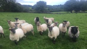 IFA hits out at dog owners in Offaly  who fail to keep pets under control