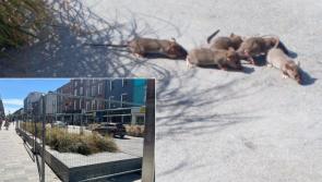 Limerick Council issue update following removal of rats from city plant bed