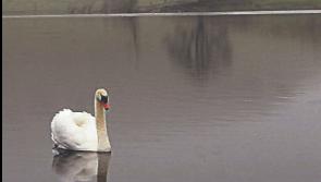 Manchán Magan sees ancient site in Limerick in new light following cancer diagnosis