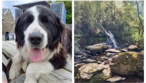 'A true legend of a dog': Kildare families mourn loss  of Toby