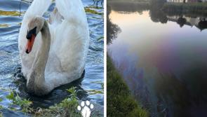 Oil damaged swan family from Laois pond unable to be released