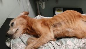 Gardaí respond after Laois suspected 'neglected dog' story sparks outrage online
