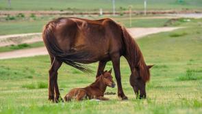 Clare gardaí 'anxious' to seek witnesses following theft of mare and foal 
