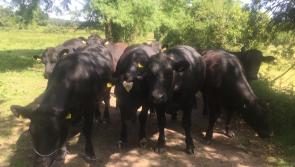 ‘Forgotten farmers’ in Offaly to benefit from new scheme 