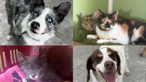 Volunteer opportunities open soon at Leitrim&rsquo;s only animal shelter