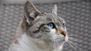 Kildare animal charity reveals reason it had to rehome 60 cats so far this year