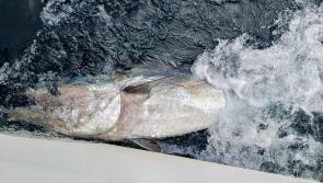 The first capture of Atlantic bluefin tuna in 2025 happens at Donegal Bay