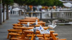 Limerick riverside seagulls make a meal of leftover dinner rubbish