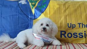 Longford dog from Lanesboro to represent Roscommon for Nose of Tralee