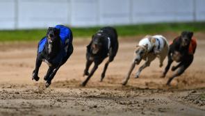 Gone to the dogs: Good wins for Offaly greyhounds