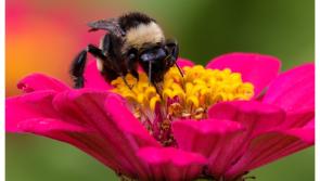 Free Pollinator Planting Workshop will have Waterford buzzing
