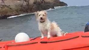 &lsquo;Miracle&rsquo;: Minnie the dog survives five days alone on Owey Island