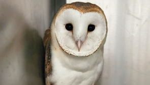 Urgent appeal to Kildare motorists to watch out for 'low flying owls' amid injury concerns