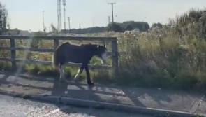 'I'm sick of hearing from Travellers about how much they love animals,' says councillor 