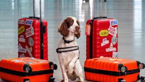 Paw-fection! Shannon Airport celebrates detector dog Brody ahead of International Dog Day