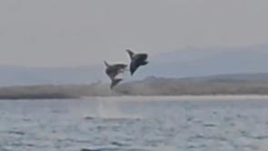 Watch: A majestic display of dolphins at Marble Hill Beach  