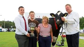 Very best of cattle will be exhibited at Sunday's Limerick Show