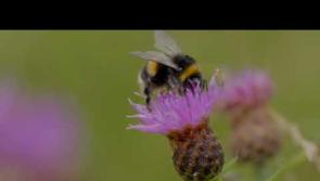 WATCH: Kilkenny County Council launches new Biodiversity Action Plan