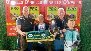 Derry Greyhounds: Rein Back fastest in Edgar Memorial Semi-Finals