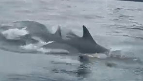Watch: &lsquo;Massive pod&rsquo; of dolphins swimming at Horn Head!