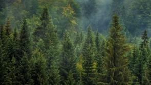 Forestry Advisory Clinic to take place in Longford to address various issues