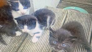 Three kittens are  ‘in urgent need of a home’ in Inishowen 
