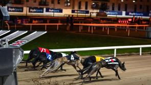 Gone to the dogs: Two Offaly dogs still in hunt for derby
