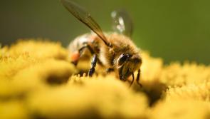 Longford involved in Midlands workshop for Tidy Towns and SEC's