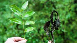Leitrim faces growing crisis as diseased trees threaten road and personal safety