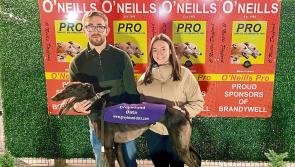 Derry Greyhounds: Diego's Manna is the star of Greyhound Data Gala Night