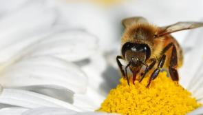 Buzzing with biodiversity in Longford County Council meeting