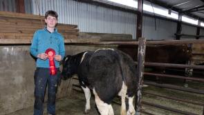In pictures: Winning weanlings at Stranorlar Livestock Mart show and sale