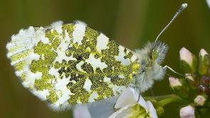 Polliconnect Project in full bloom across Limerick communities