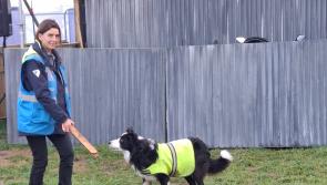 IN PICTURES: Wet underfoot but dry overhead as Ploughing day two kicks off