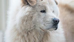 Dog ownership on The Curragh brought to Kildare County Council's attention