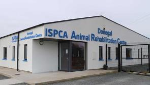 Closure of rehabilitation centre &lsquo;a serious setback for animal welfare in Donegal&rsquo;