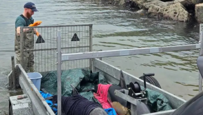 Mother and baby dolphins saved from stranding on Waterford beach by volunteers