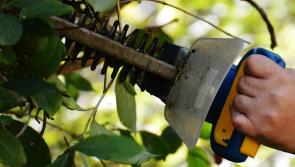 Cut Longford hedges to &lsquo;make roads safer&rsquo; for pedestrians and drivers
