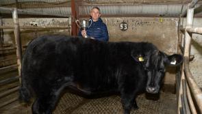In pictures: Prize-winning weanlings at Raphoe Livestock Mart show and sale 
