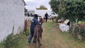 Horses seized in Kildare investigation into sulky racing on Blueway 